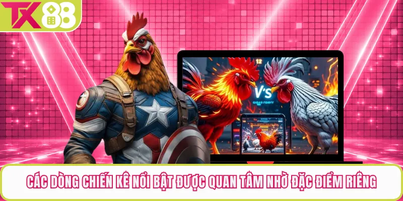 Các Dòng Chiến Kê Nổi Bật Được Quan Tâm Nhờ Đặc Điểm Riêng