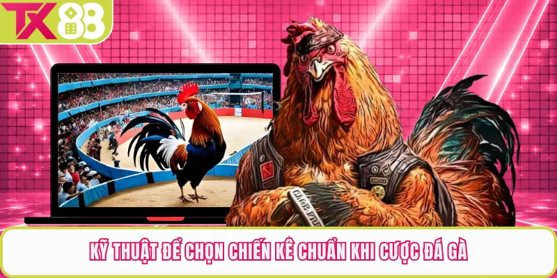 Kỹ thuật để chọn chiến kê chuẩn khi cược đá gà
